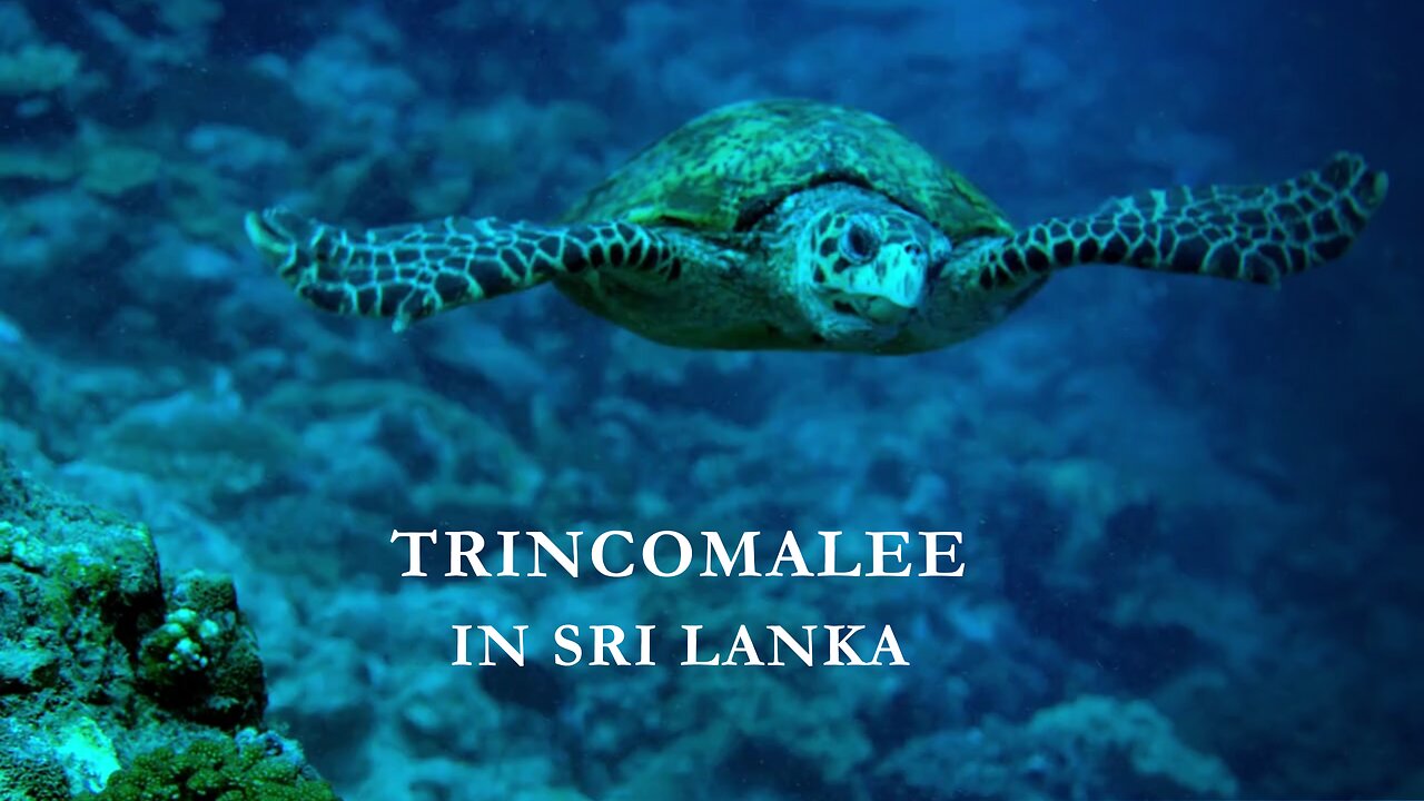 Sailing in Trincomalee | Sri Lanka | Travel