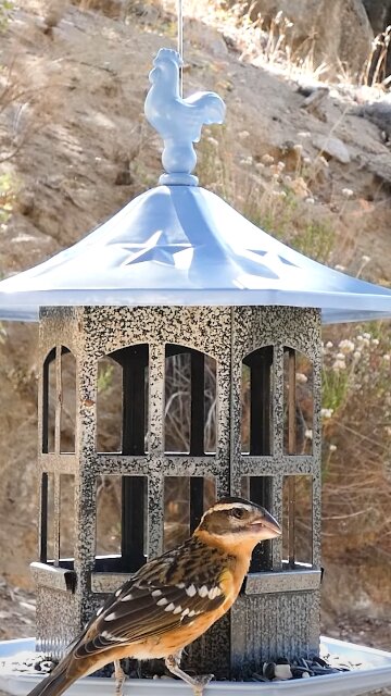 Black-headed Grosbeak🐦Gazebo Seed Munch