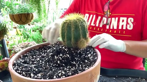 Succulents and Cactus Arrangement in Large Shallow Pot