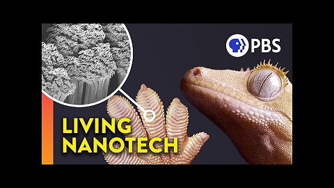 Why Geckos Are Sticky Without Being Sticky