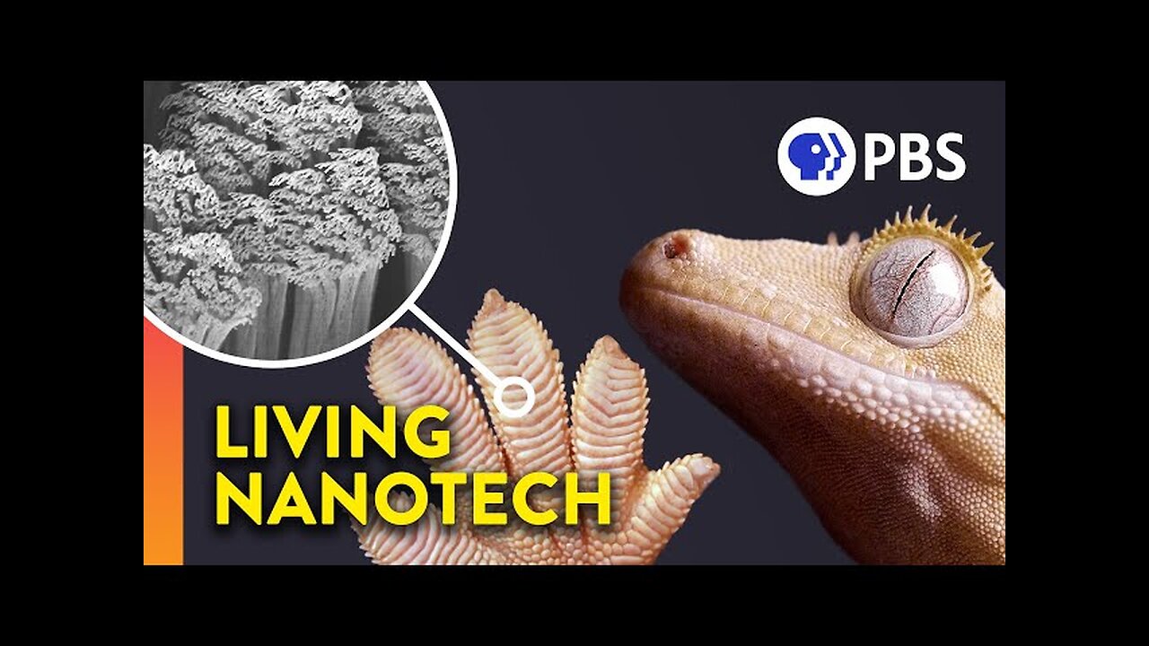 Why Geckos Are Sticky Without Being Sticky