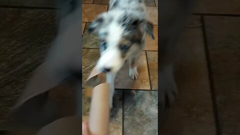 Aussie Puppy with THE BEST TOY EVER