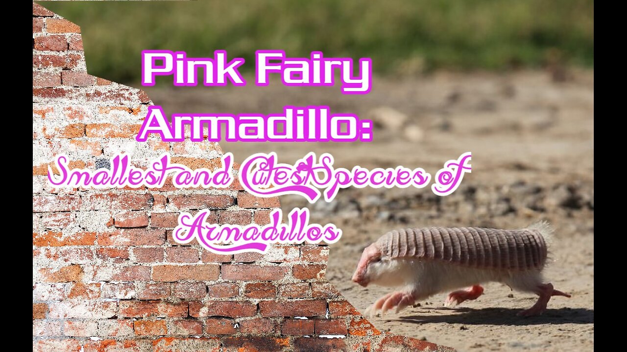 Pink Fairy Armadillo: Smallest and Cutest Species of Armadillos
