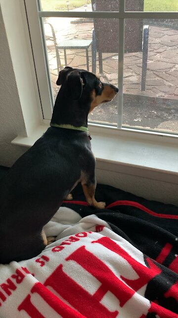 Squirrel 🐿 Hunter