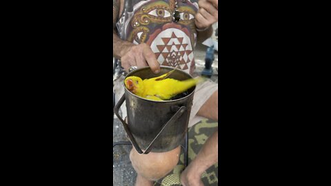 Little Bird in his bath