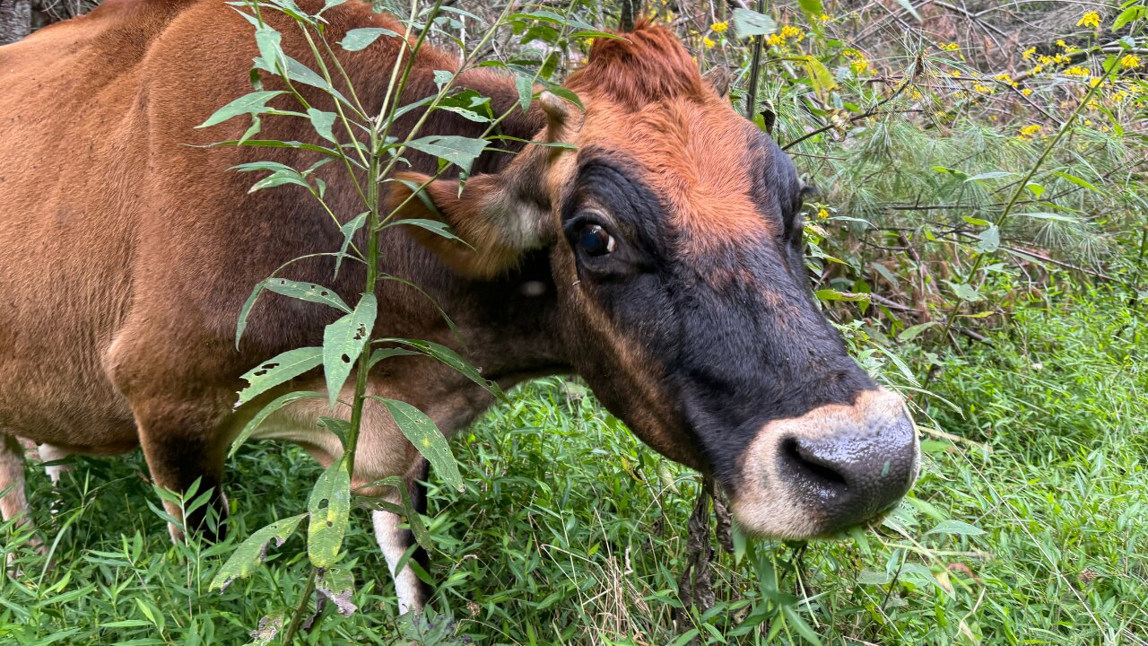 Dolly Mooos On To A New Home