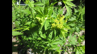 Readily Self Seeds Golden Alexanders May 2022