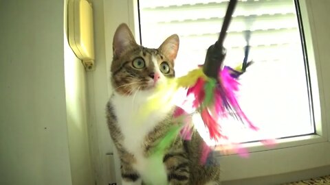 I Will Catch this Cat Toy
