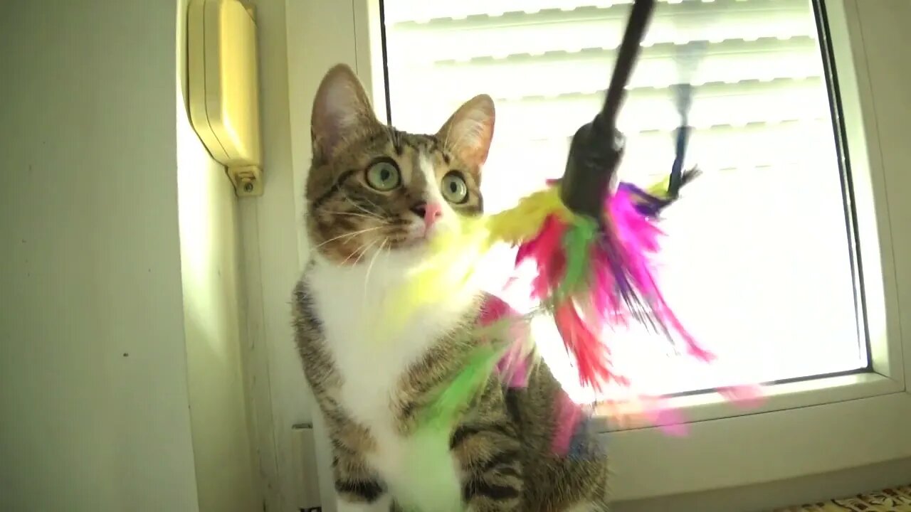 I Will Catch this Cat Toy