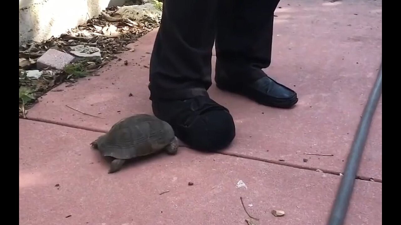 Tortoise hates Shoe