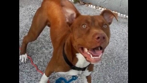 Pitbull Afraid of Bell Not Leaf Blower