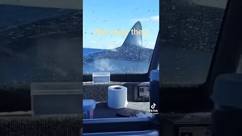 When sharks quit sharking...