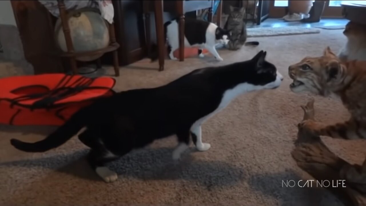 Scaredy Cats Compilation