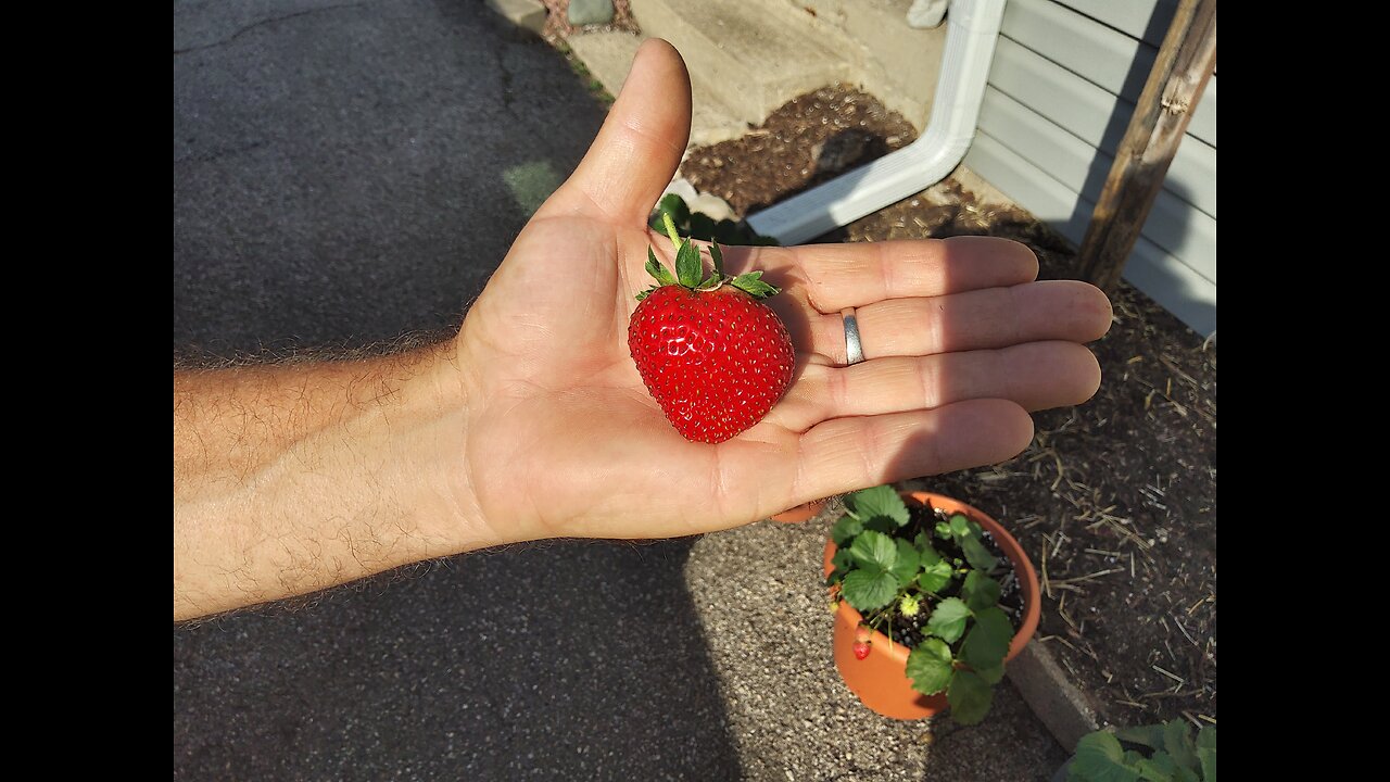 Harvesting Charlotte Strawberries From Containers 10/4/24