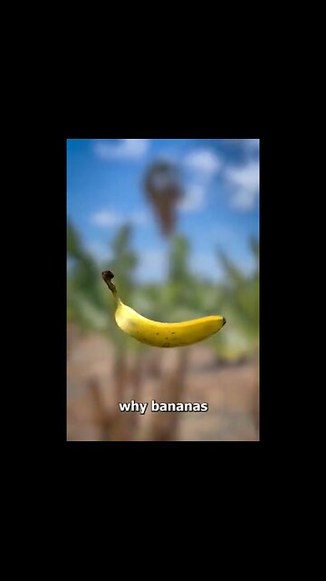 Why Bananas Are Curved