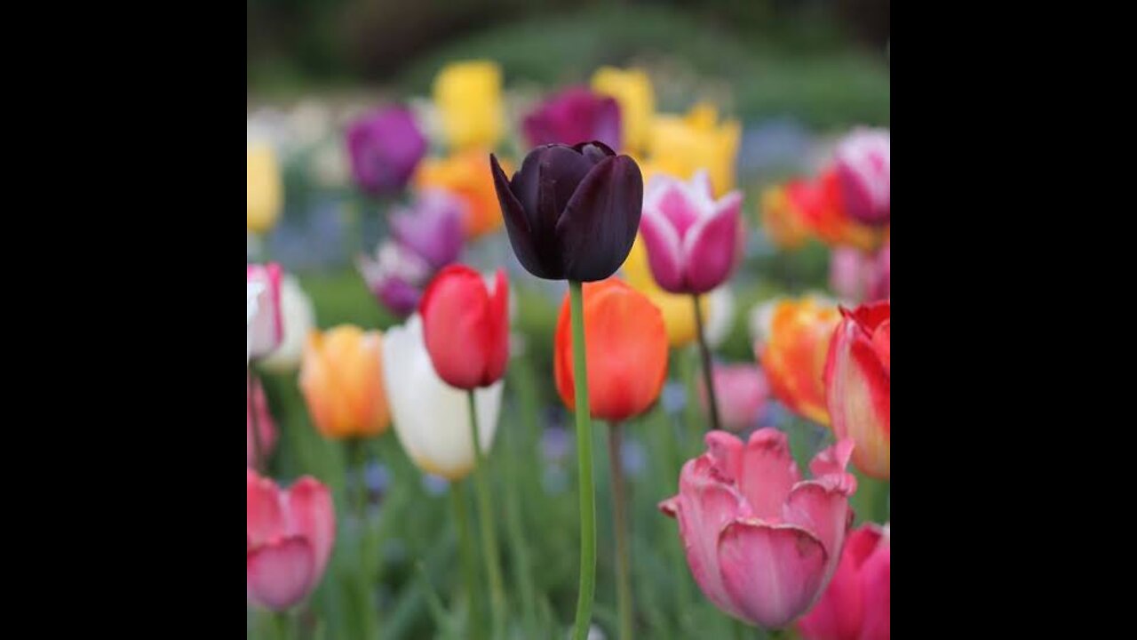 Growing tulips from bulbs in only 90 days