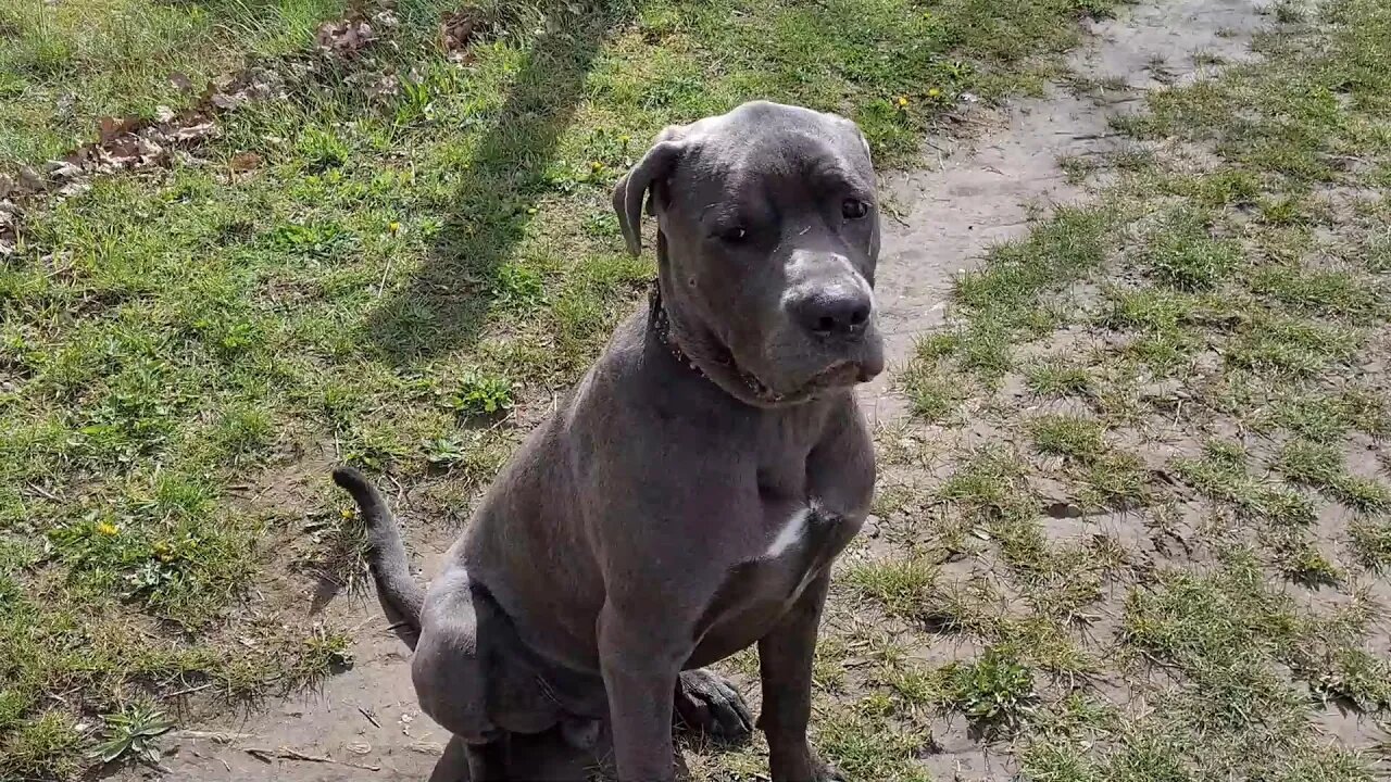 Bruce The Puppy Cane Corso 50 KG 110 Lbs 9.5 Months Old Loving the Sun