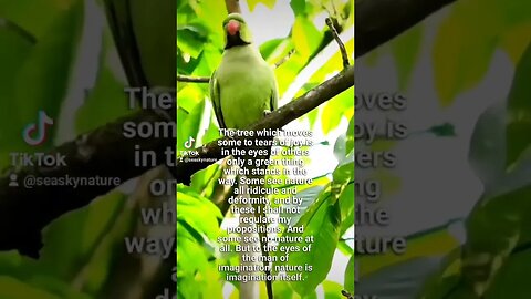 The Tree Of Life Sea Sky Nature Daily Quotes #shorts