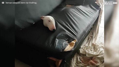 Cane distrugge un sofà per dormirci dentro