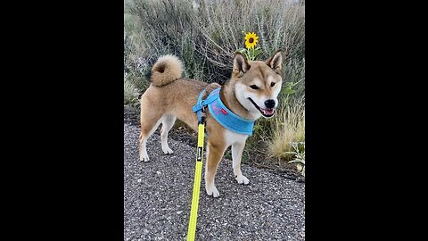 Shiba Inu Southwest & Beyond Wildflowers