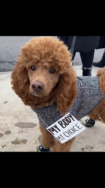 Niagara standing up for Freedom