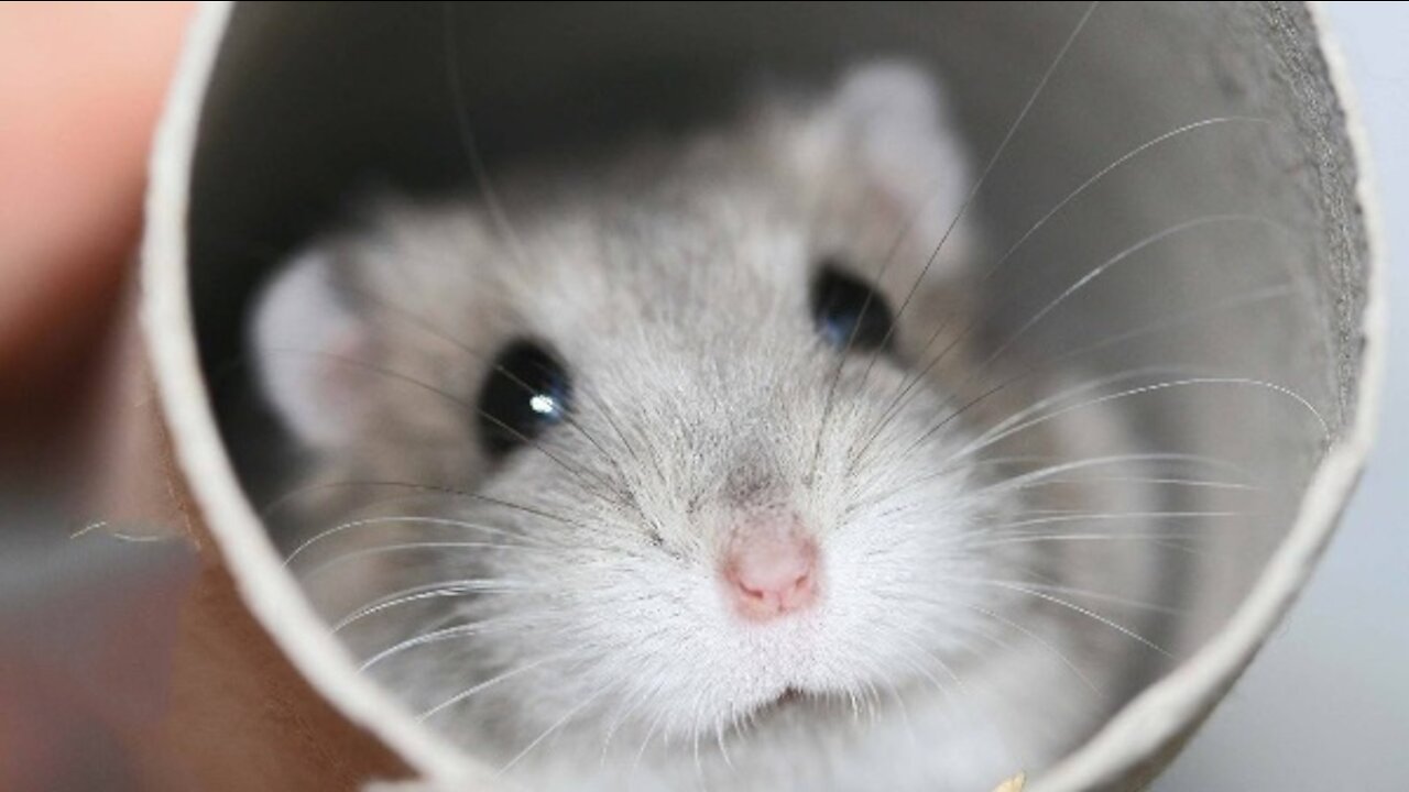 Adorably Cute Little Baby Hamsters.