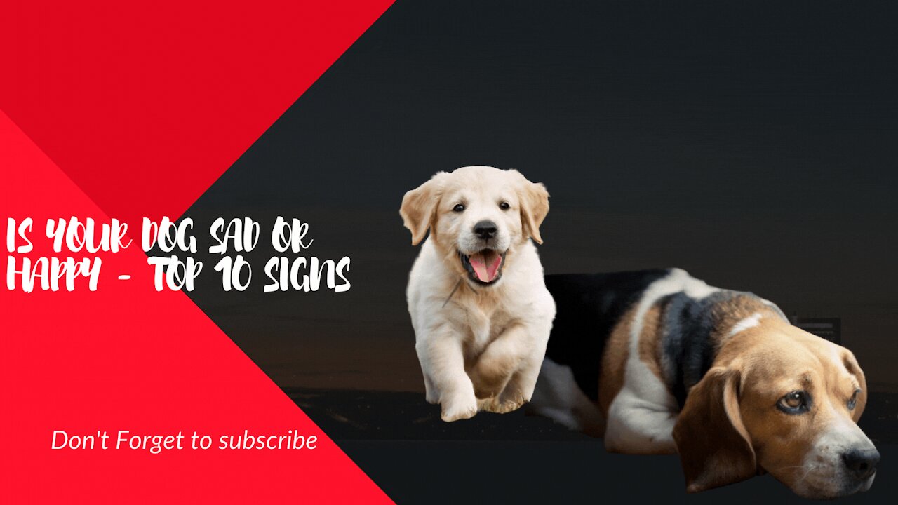 How To Know If Your Dog Is Happy With You - Top 10 Signs