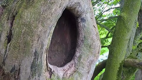 Kestrel Dad Learns to Care for Chicks After Mum Disappears-7