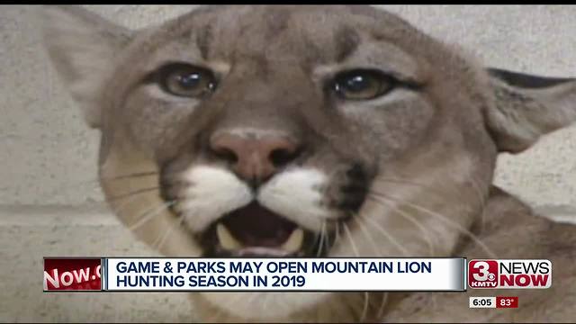 Mountain lion hunting may resume in 2019