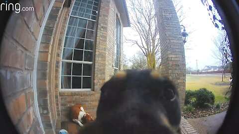 Dog Learns to Use Doorbell Like a Human!