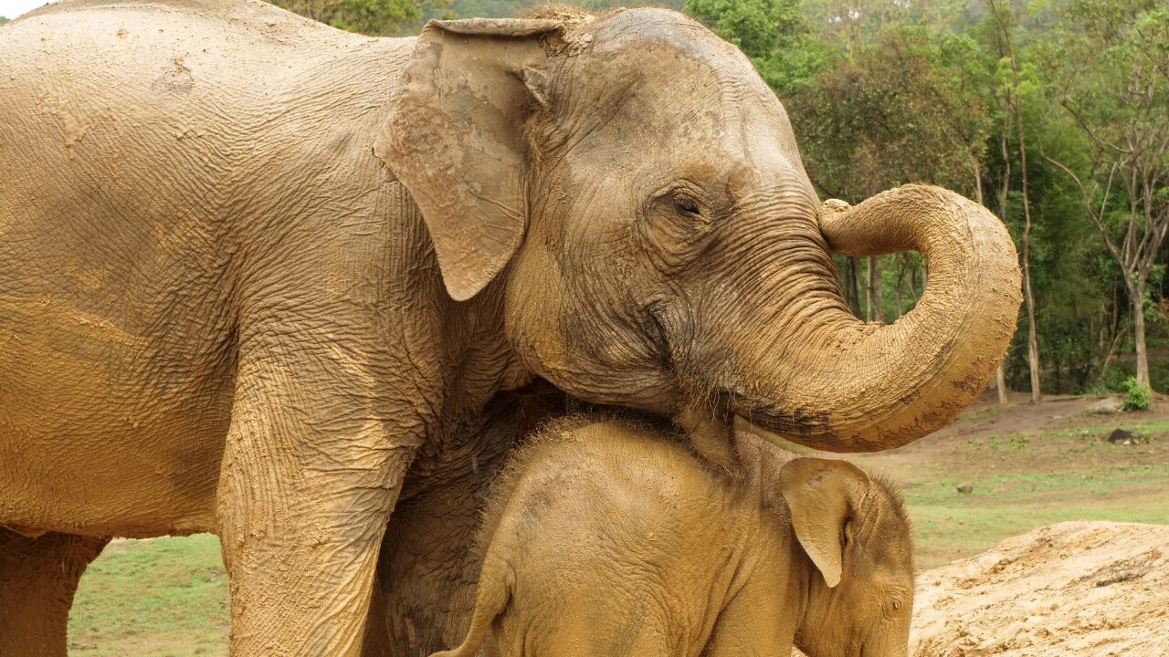 Baby Elephant's mud bath for the first time