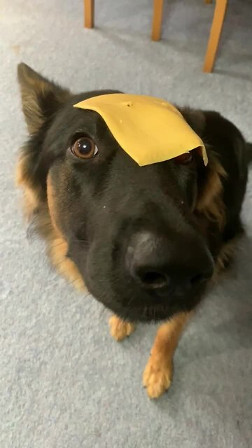 Cheese Slice Sends Pup Into Hilarious Freeze State