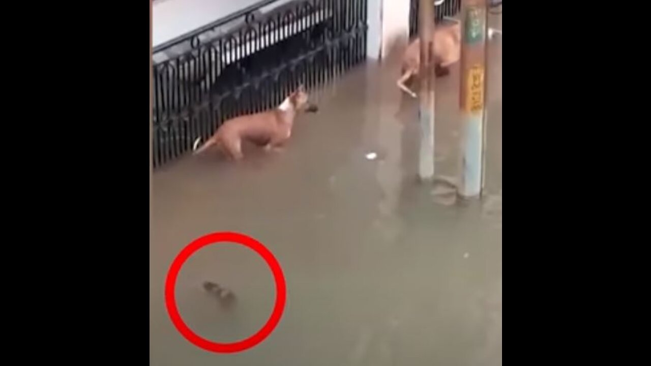 Heavy rains , crocodile in street almost eats dogs