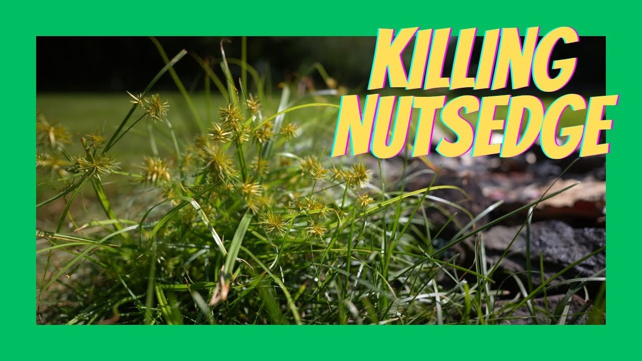 Killing Nutsedge