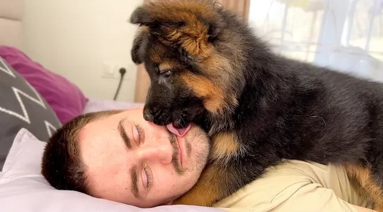 German Shepherd Puppy Wakes Up Owner [Cutest Alarm Clock Ever].