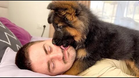 German Shepherd Puppy Wakes Up Owner [Cutest Alarm Clock Ever].