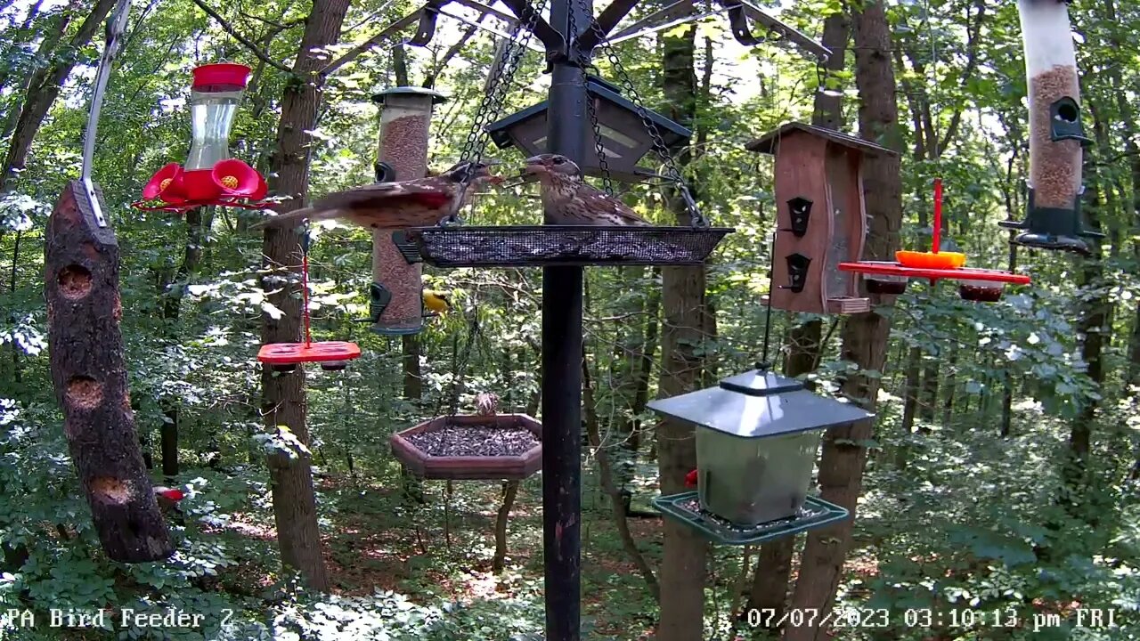 Mom feeding immature male rose breasted grosbeak at PA Bird Feeder 2 7/7/2023