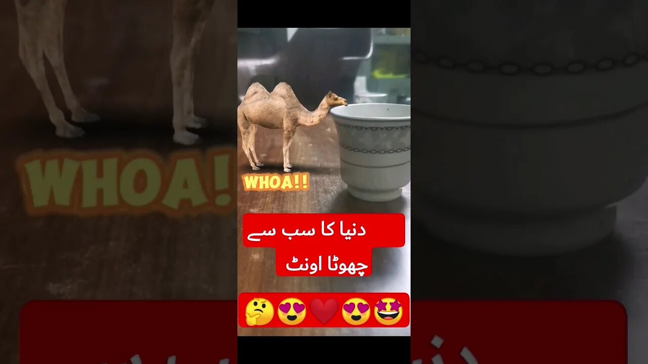 Amazing 😀 Smallest 🤔Camel 🐪 #viral #camel