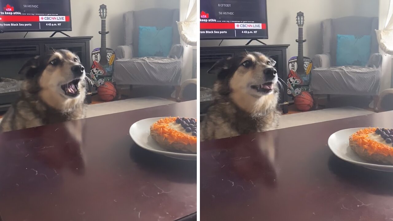 Dog Enthusiastically Sings Along To Her Birthday Song