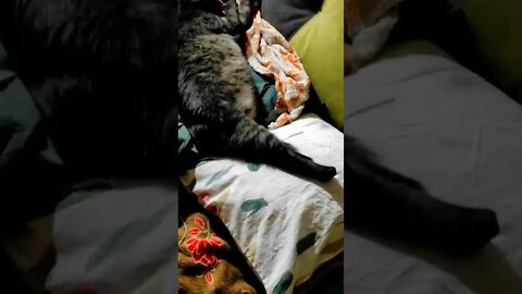 видео приколы коты