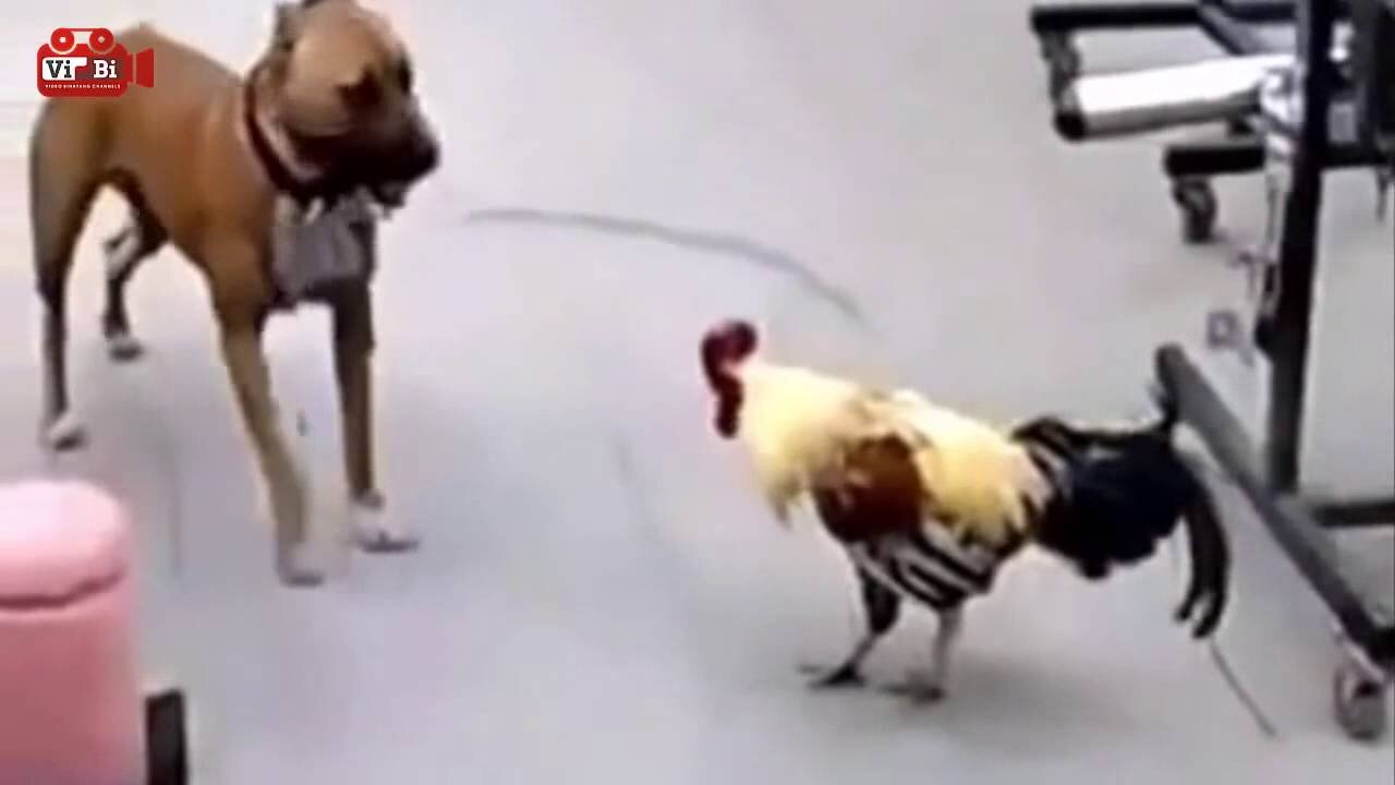 Chicken and dog fight dog funny videos