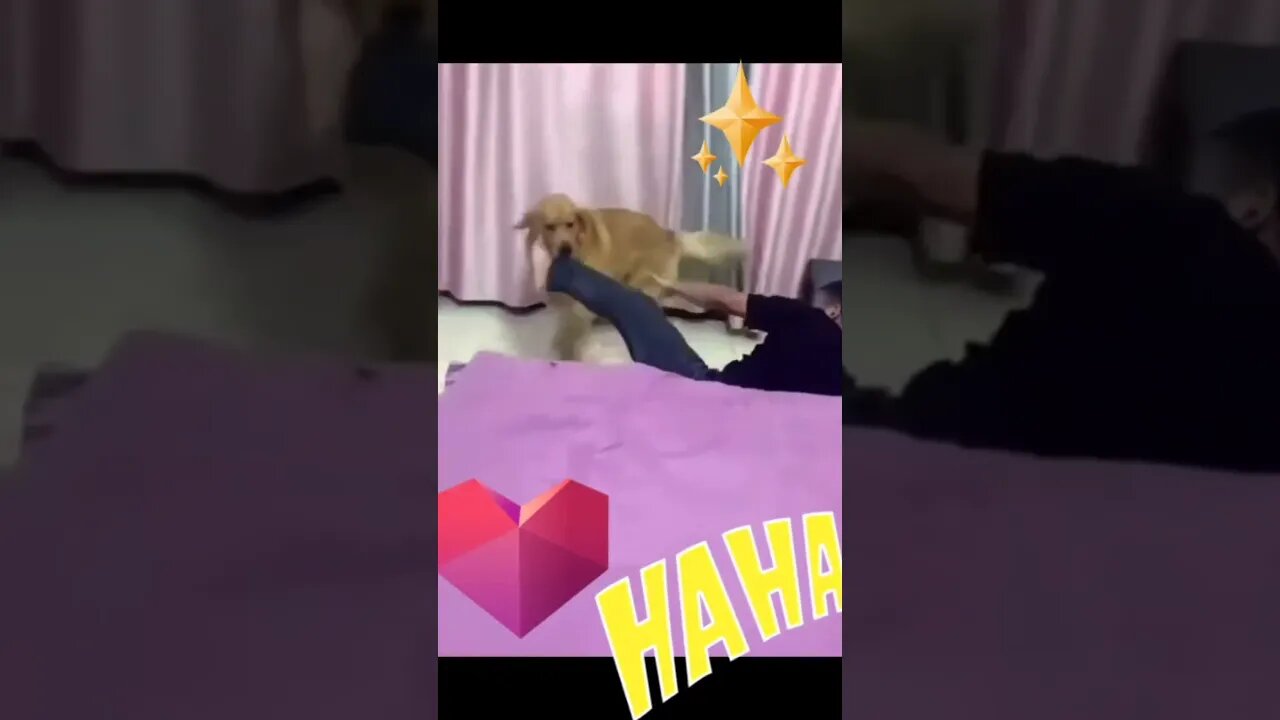 #shorts Смешные Собаки Из Тик Тока 84 Funny Dogs From Tiktok