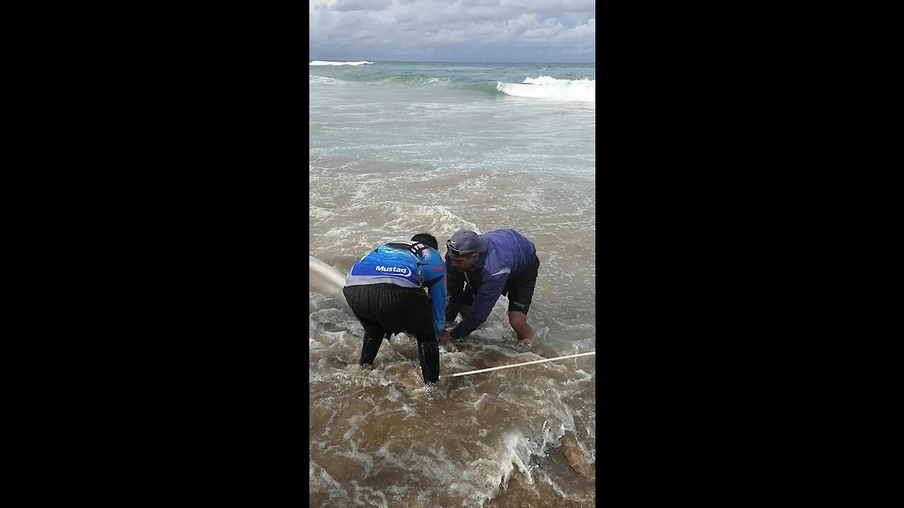 SOUTH AFRICA - Durban - Angler caught a ragged tooth shark (Video) (fho)