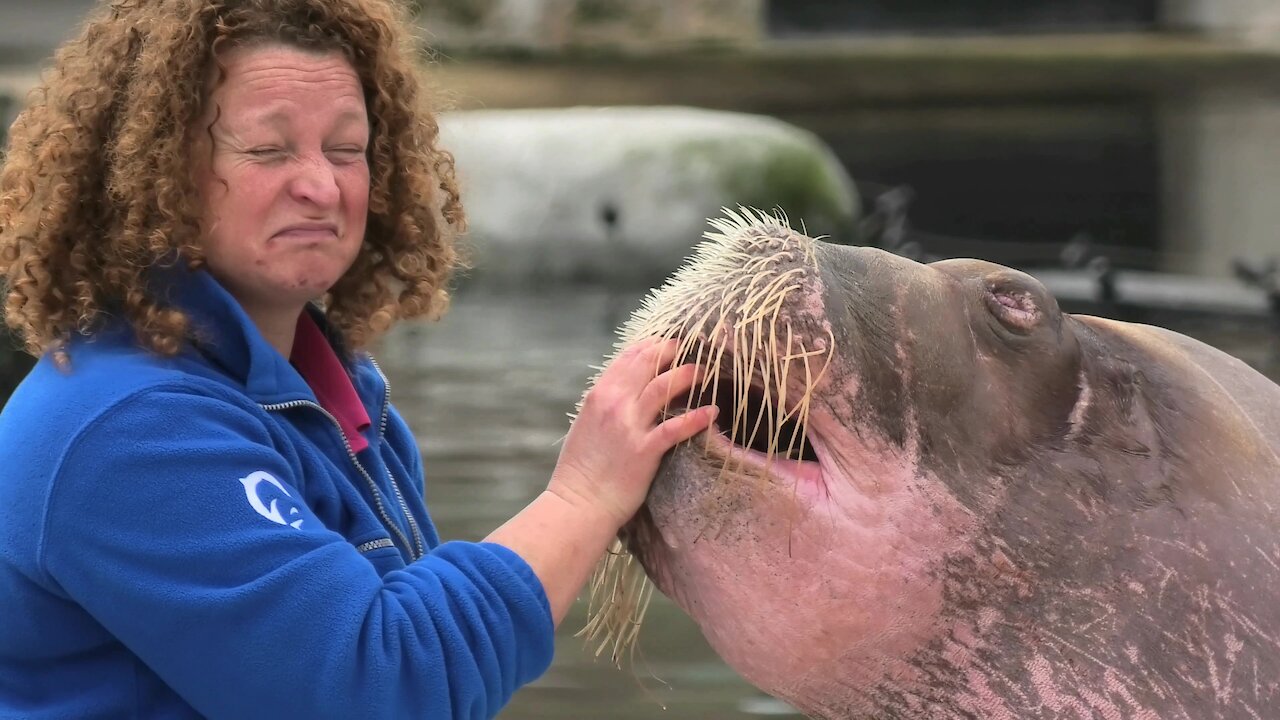 Have you ever seen a whistling walrus?