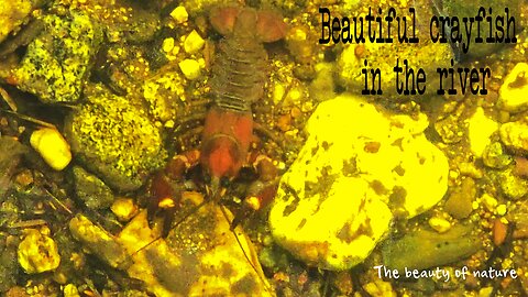 Beautiful crayfish in the river / a beautiful animal in the water.