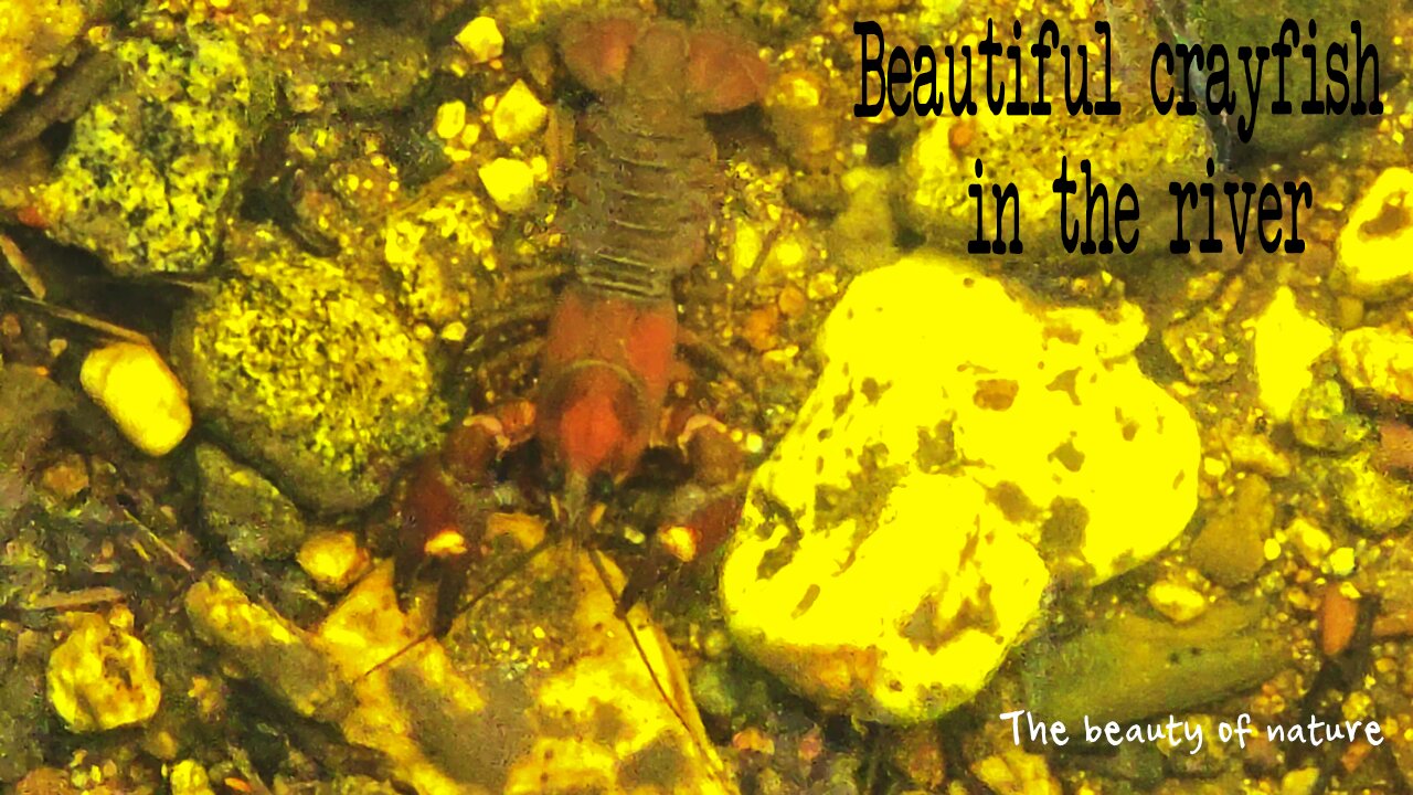 Beautiful crayfish in the river / a beautiful animal in the water.