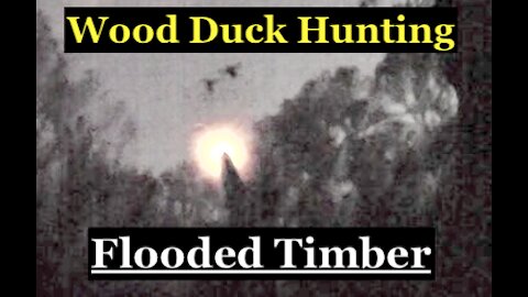 Flooded Timber WOOD DUCK Hunt