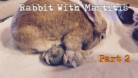 Rabbit with Mastitis Part 2 | Sovereign Provisions Homestead