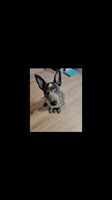 That was us, we were #goodfellas #blueheeler #chickens #blueheelers #chicken #australiancattledog