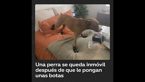 Un pitbull se queda inmóvil cuando su dueña le pone las zapatillas